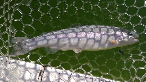 ニジマスの釣果