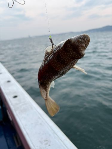 ショウサイフグの釣果