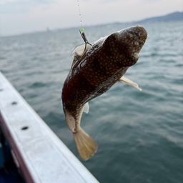 ショウサイフグ