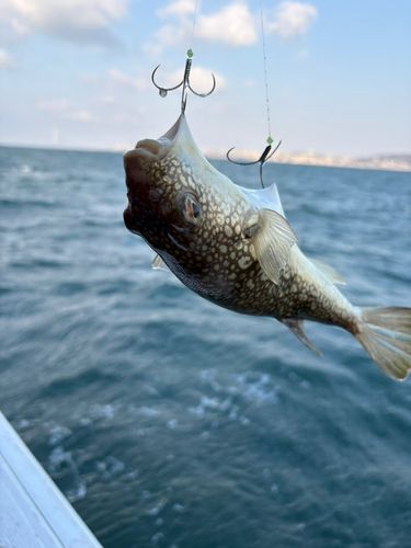 ショウサイフグの釣果