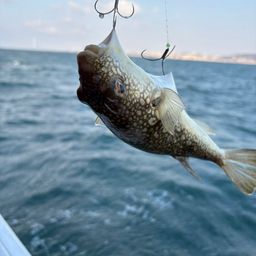 ショウサイフグ