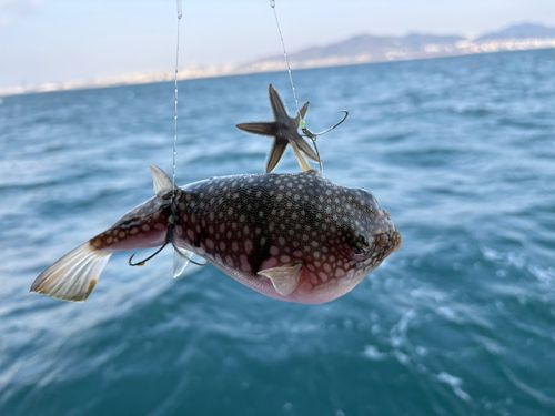 ショウサイフグの釣果