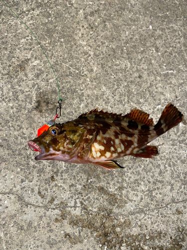 神戸空港親水護岸