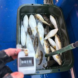 ショウサイフグ