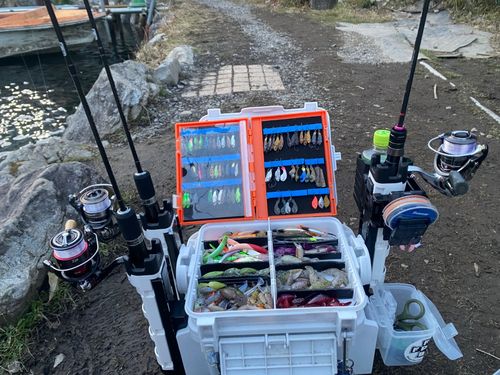 レインボートラウトの釣果