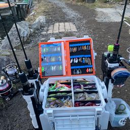 レインボートラウト