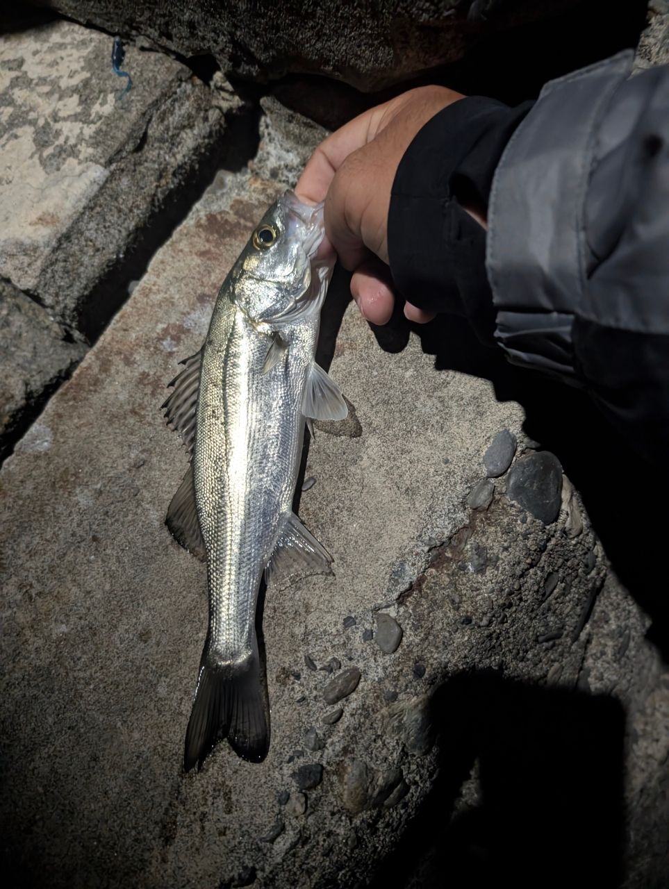 セイゴ（マルスズキ）