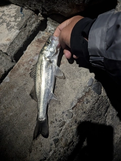 セイゴ（マルスズキ）の釣果