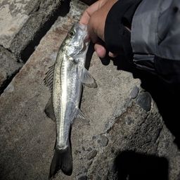 セイゴ（マルスズキ）