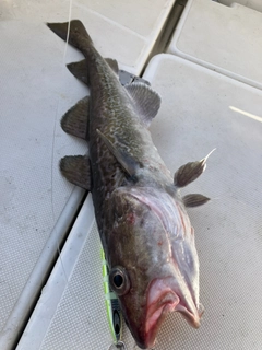 マダラの釣果