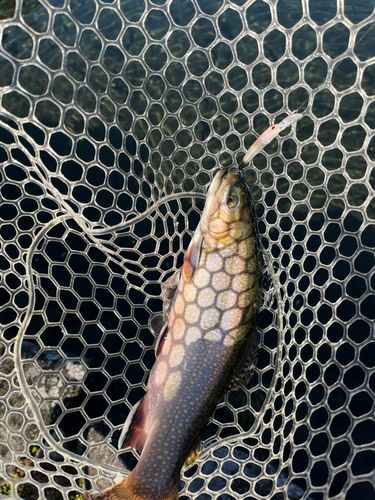 ブルックトラウトの釣果