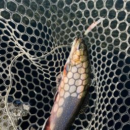 ブルックトラウト