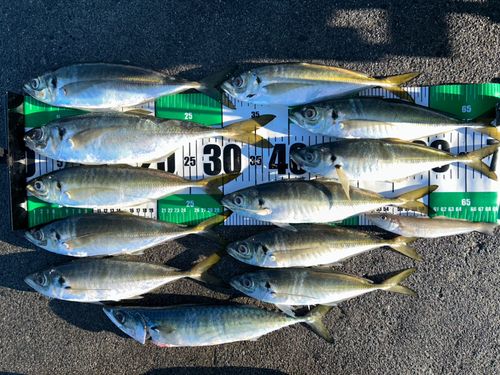 マアジの釣果