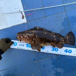 タケノコメバル