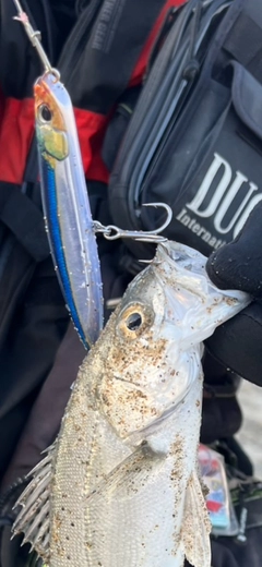 セイゴ（マルスズキ）の釣果