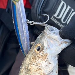 セイゴ（マルスズキ）