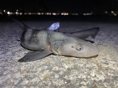 ドチザメの釣果