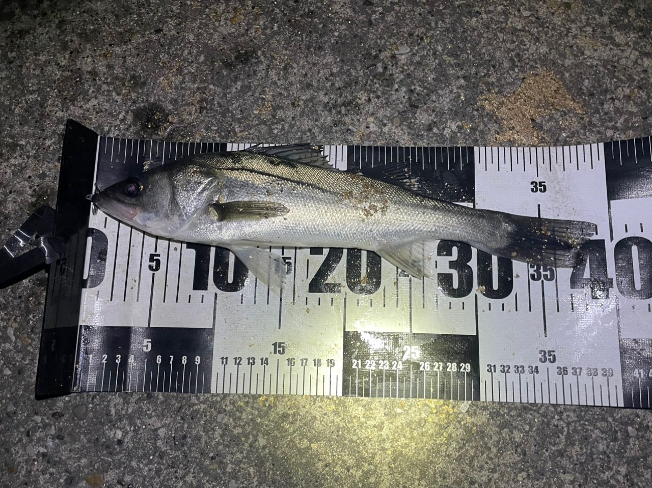 セイゴ（マルスズキ）