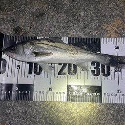 セイゴ（マルスズキ）