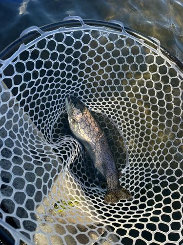 トラウトの釣果