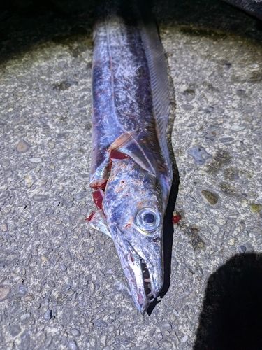 タチウオの釣果