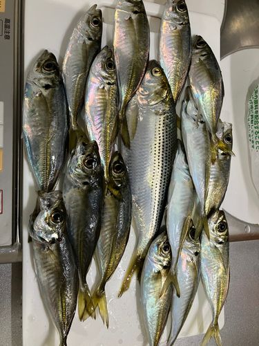 本牧海づり施設