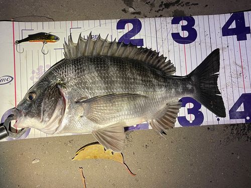 クロダイの釣果