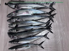 サワラの釣果