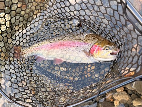 ニジマスの釣果