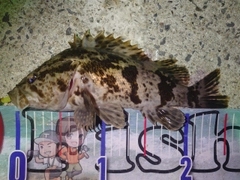 タケノコメバルの釣果