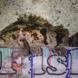 タケノコメバル