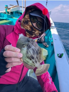 ホウボウの釣果