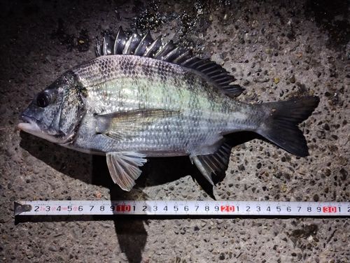 クロダイの釣果