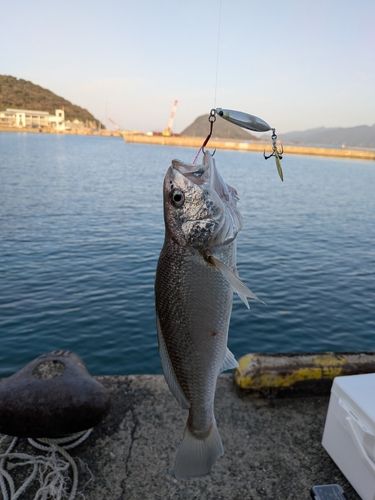 イシモチの釣果
