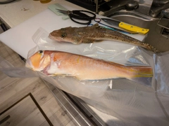 アカアマダイの釣果