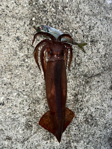 ケンサキイカの釣果