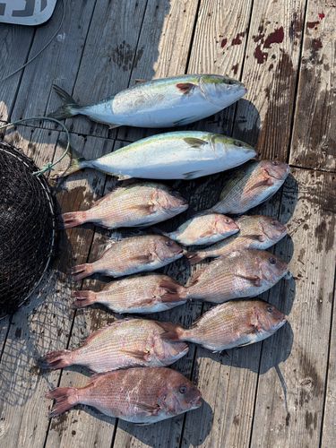 ハマチの釣果