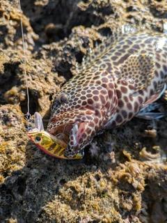 イシミーバイの釣果