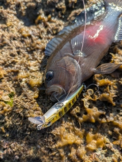 ガンテンメギスの釣果