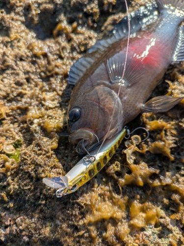 ガンテンメギスの釣果