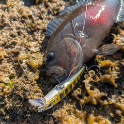 ガンテンメギス