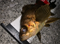 アカメバルの釣果