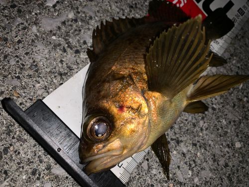 アカメバルの釣果