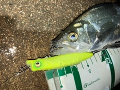 セイゴ（ヒラスズキ）の釣果