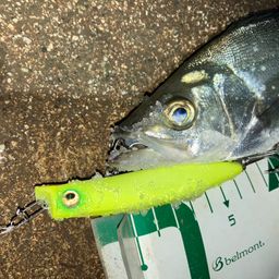 セイゴ（ヒラスズキ）