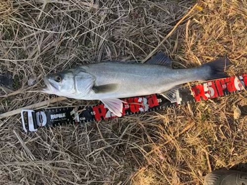 セイゴ（タイリクスズキ）の釣果