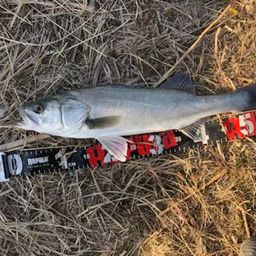 セイゴ（タイリクスズキ）