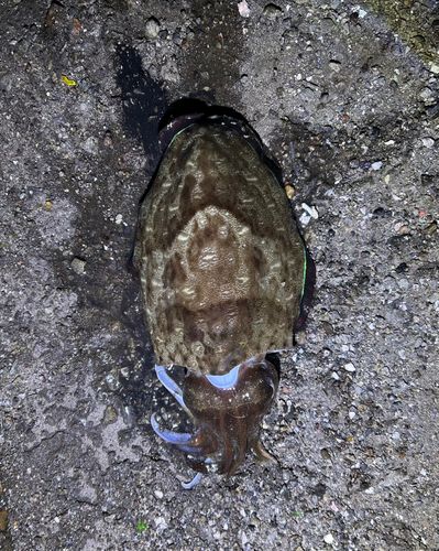 コウイカの釣果