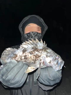 クロソイの釣果