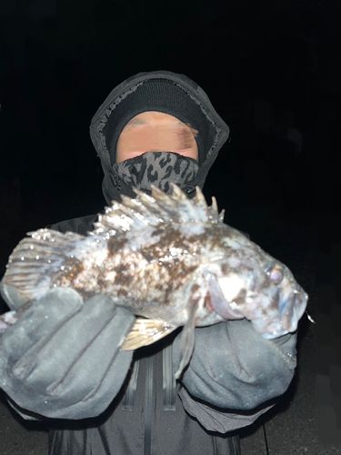 クロソイの釣果